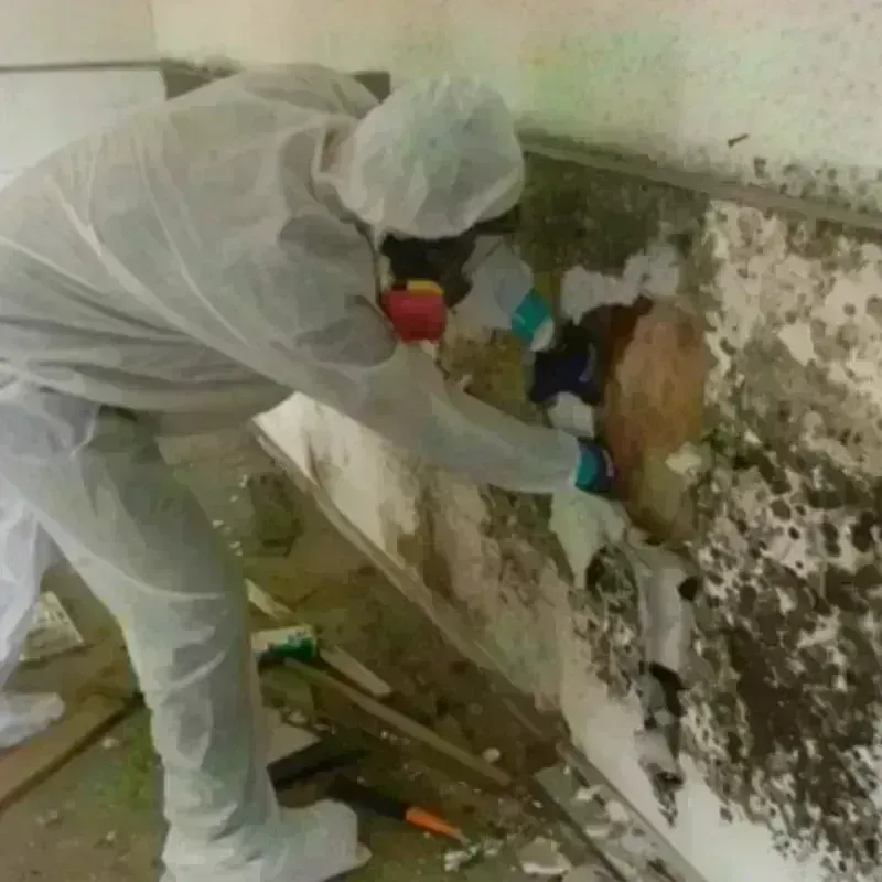 Mold Remediation and Removal in Mesquite, NM